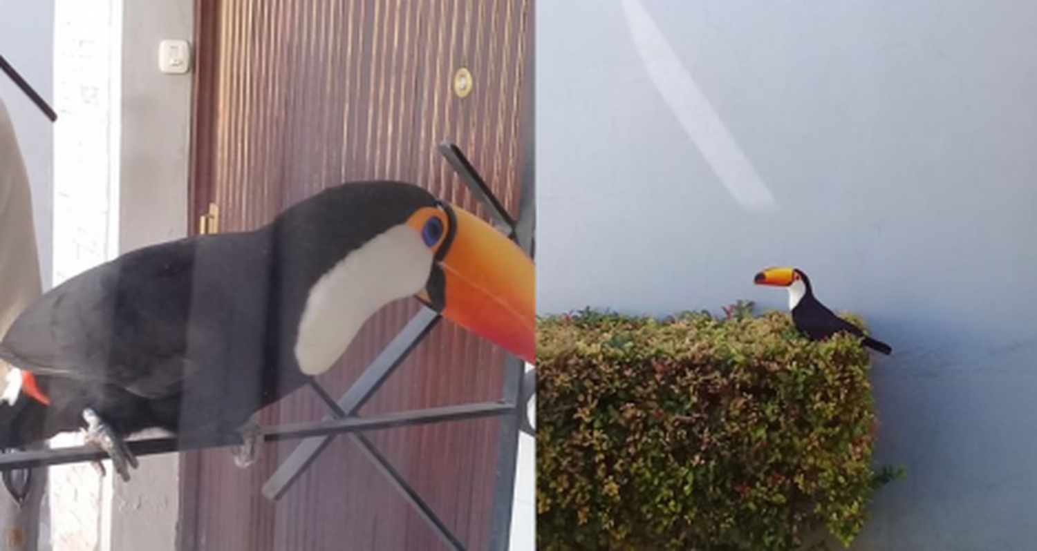 Encontraron un tucán