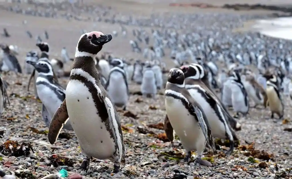Chubut: comenzaron a llegar los primeros pingüinos de Magallanes