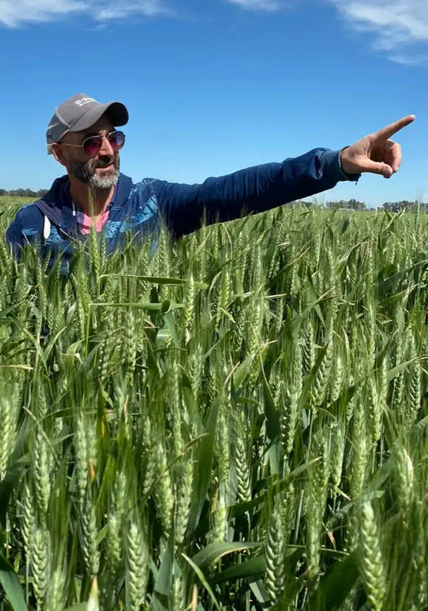 Con genética y manejo, el trigo voló su techo en Necochea