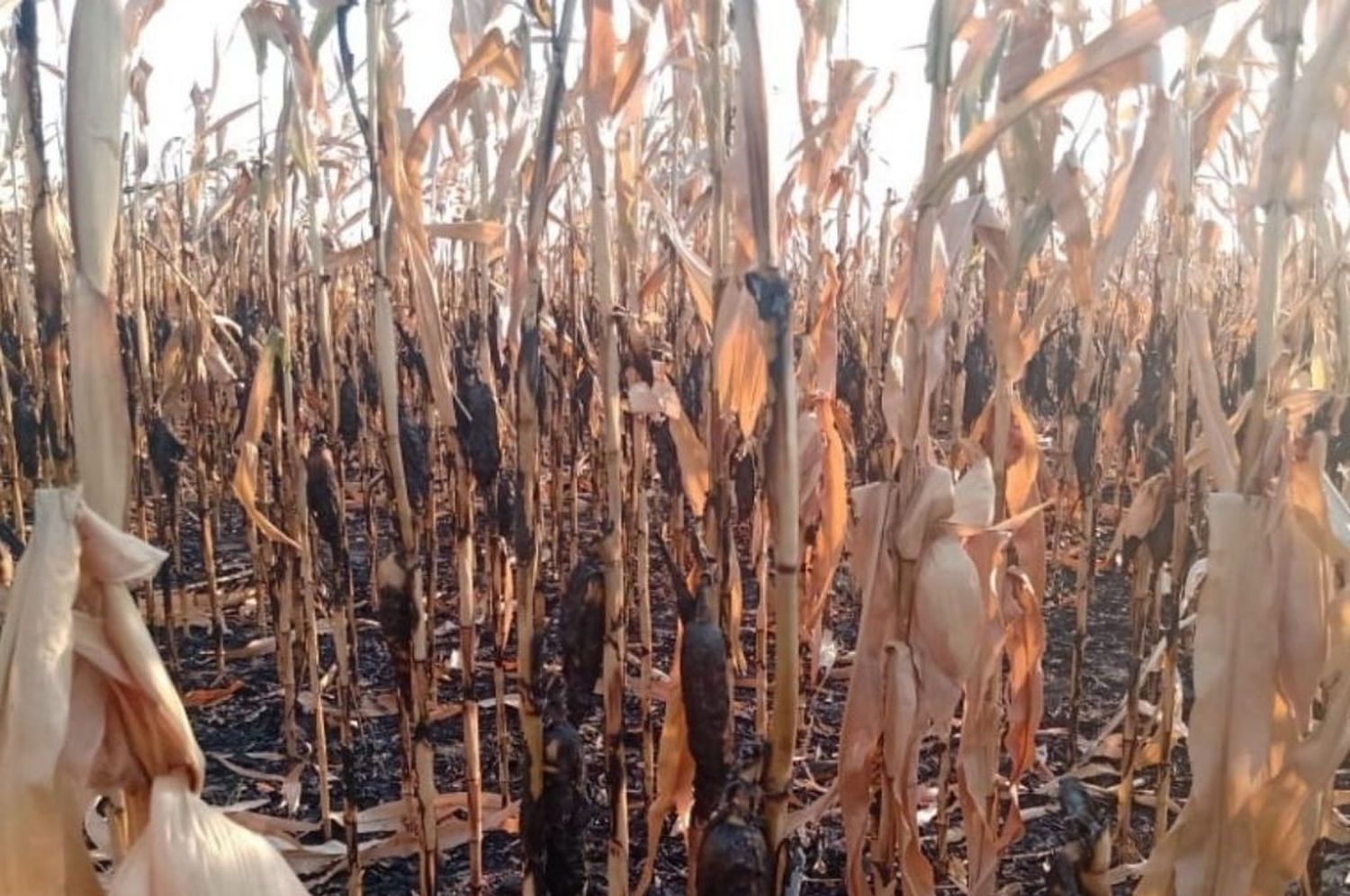 Un incendio en Cayastacito destruyó más de 15 hectáreas de maíz