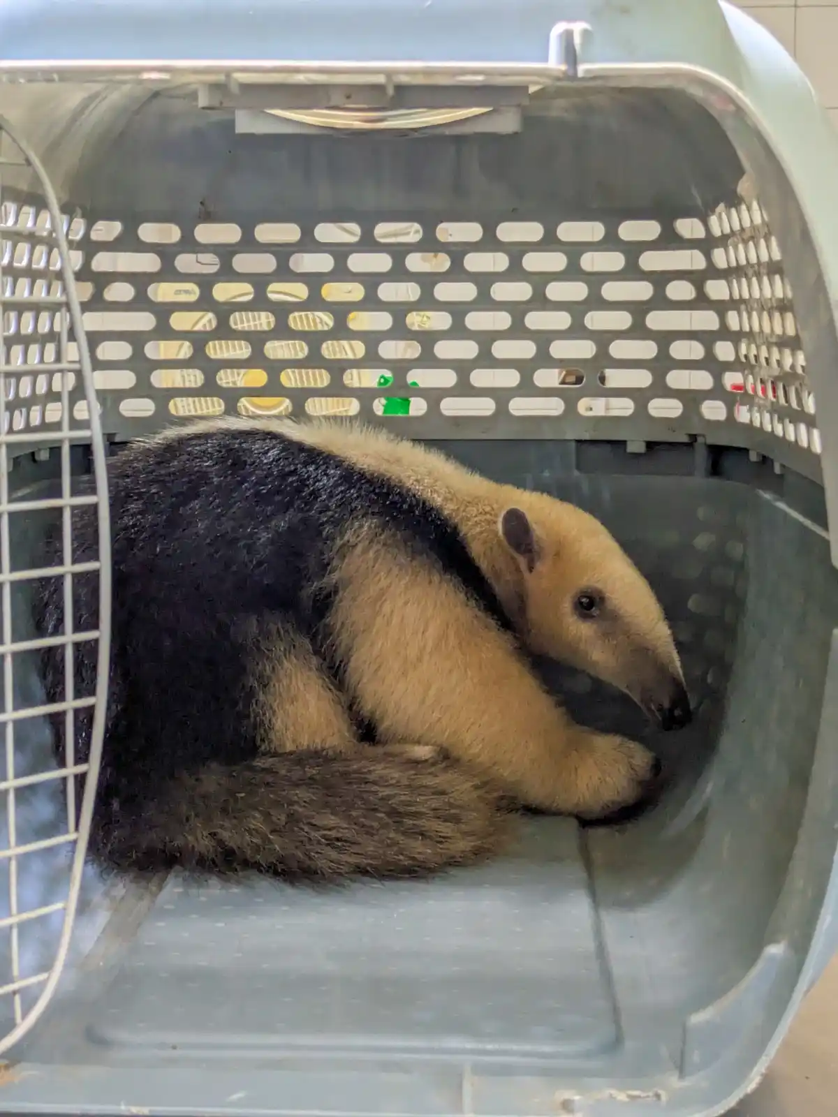 Tres animales silvestres rescatados y que estaban en cautiverio se recuperan en “La Esmeralda”