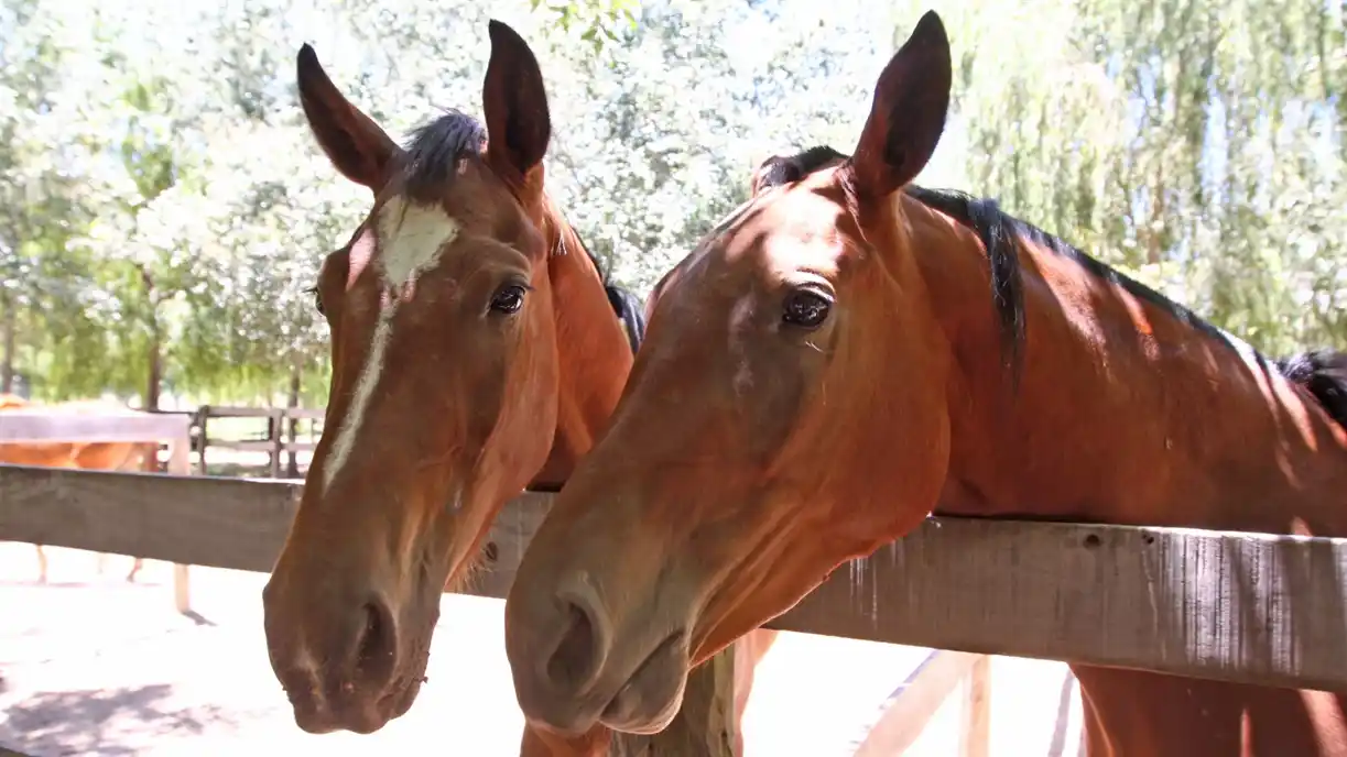 Hay influenza equina en Chile