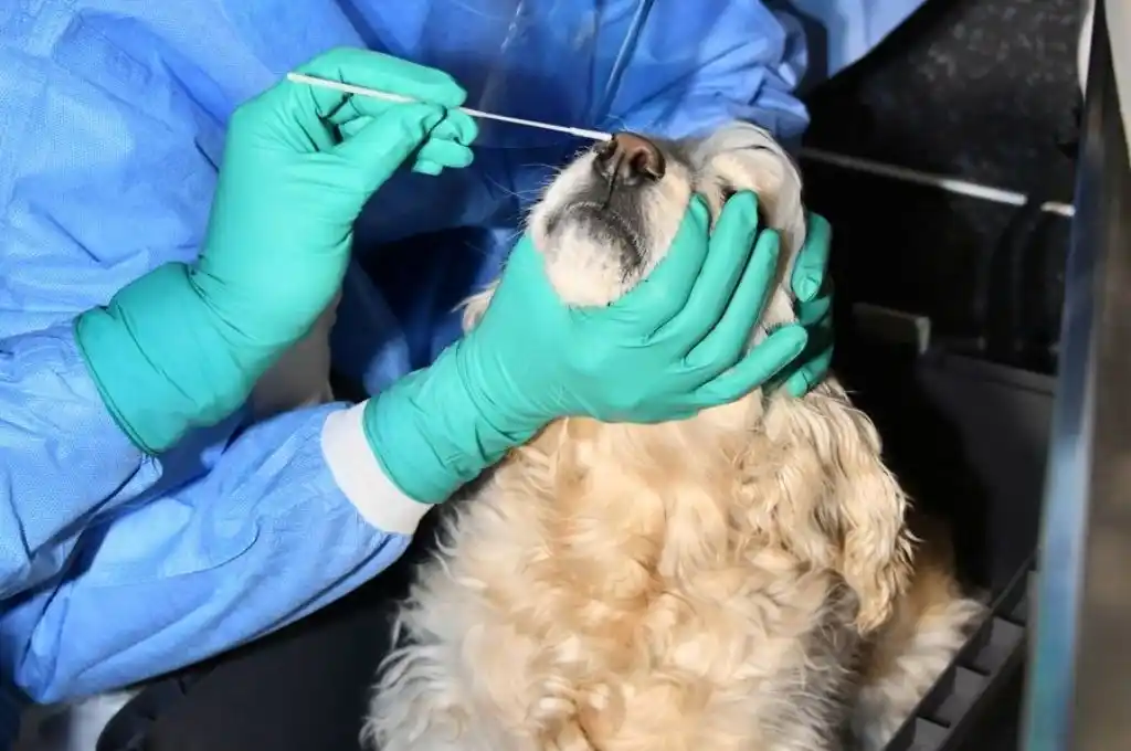 Descubren nueva cepa de coronavirus originada en perros