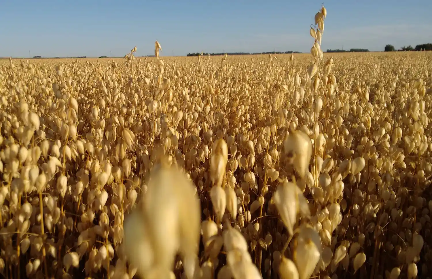 El cultivo de avena se hace jornada en Barrow
