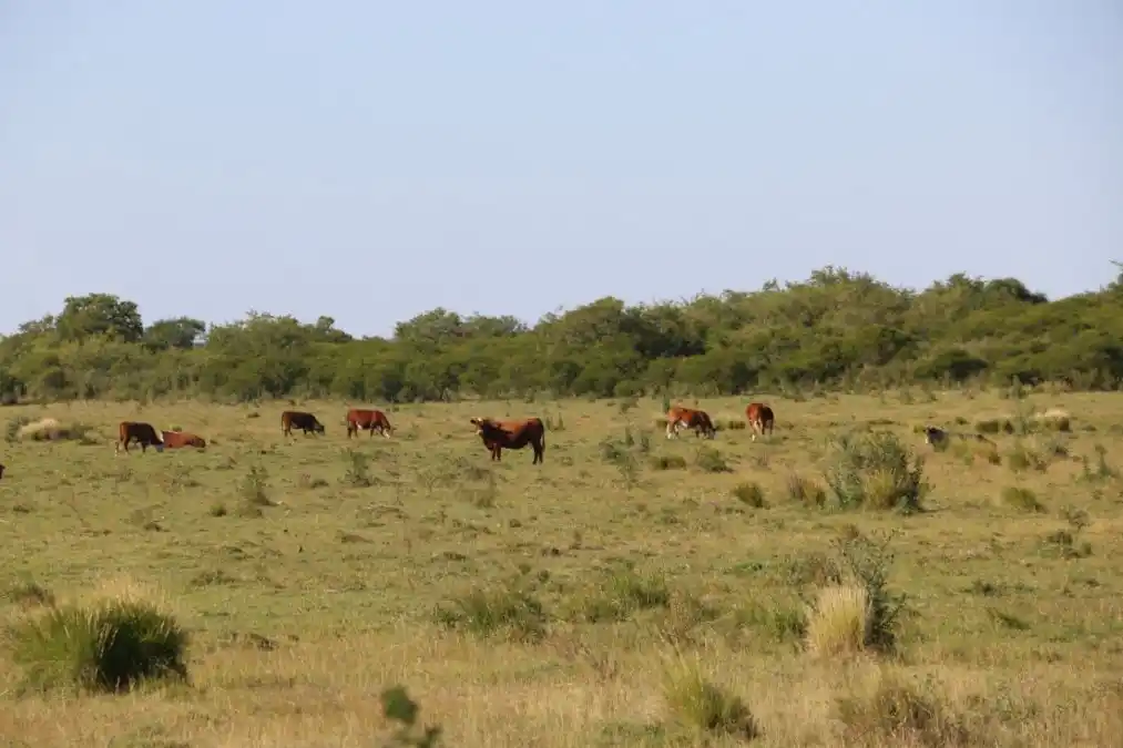 Muchos rodeos son traslados a campos bajos y semibajos