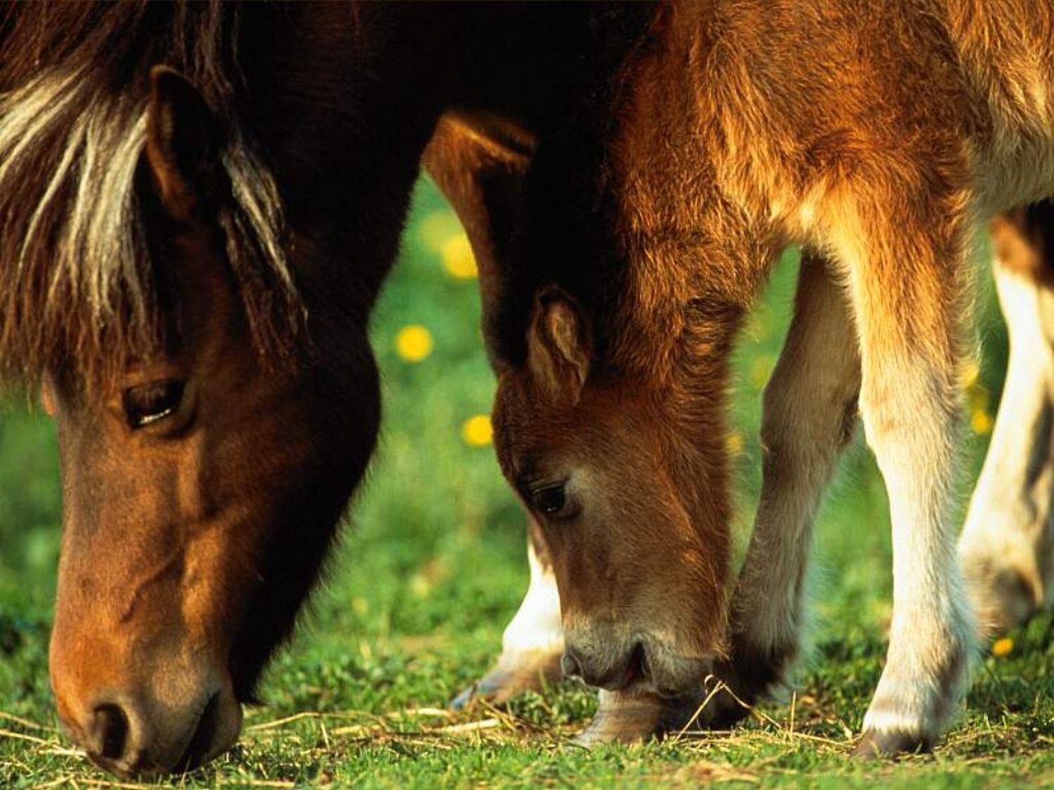 Se detectó un caso humano de Encefalitis Equina del Oeste