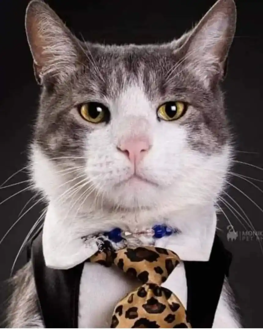 ¿Qué le pasó al ‘gato mochilero’ que viajaba por el mundo con dueño colombiano?