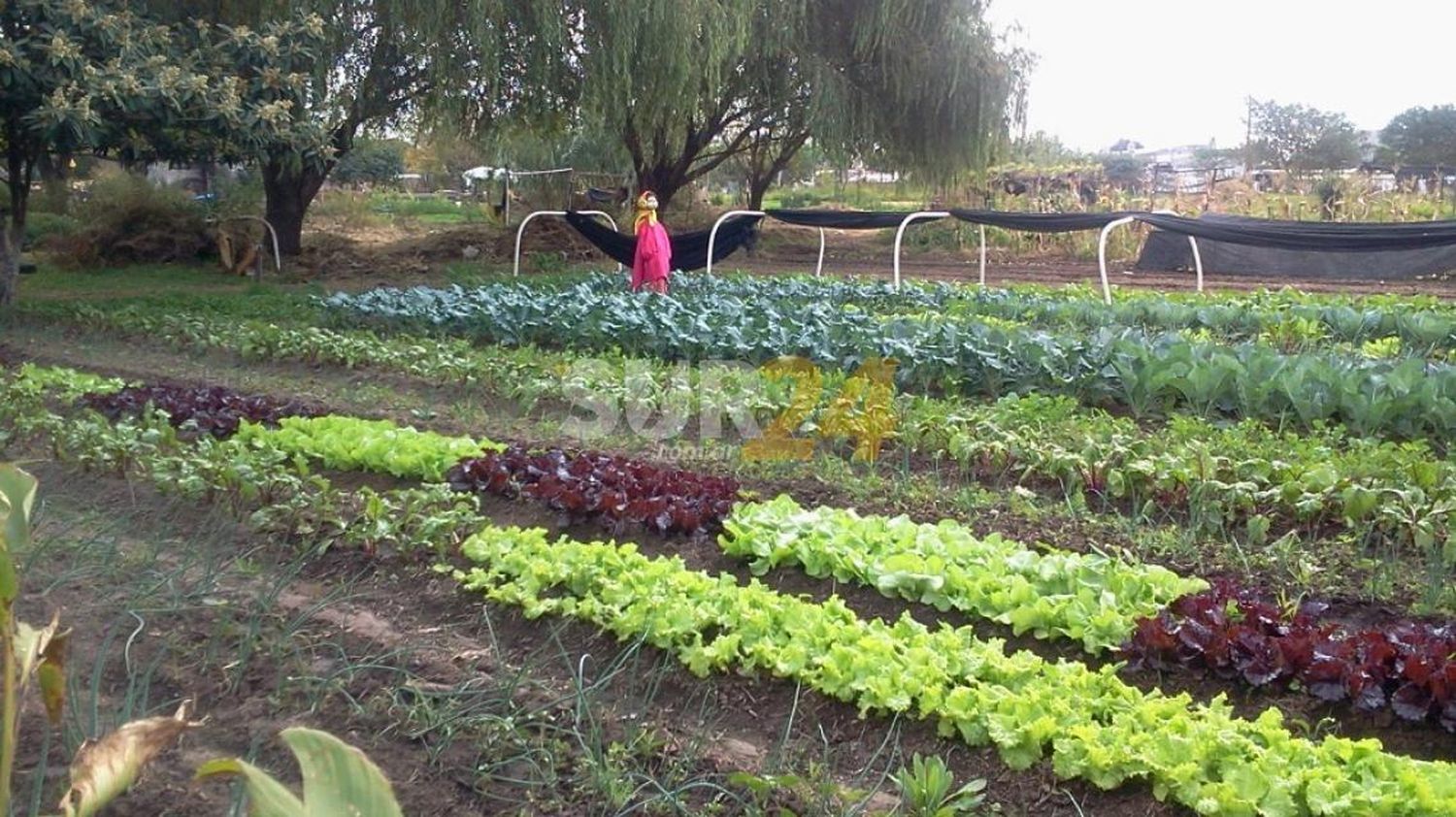 En marzo, el consumidor pagó 3,7 veces más de lo que cobró el productor de agroalimentos