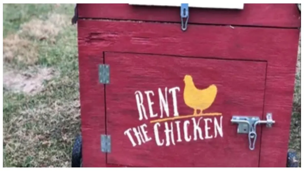 ¡NO ES CHISTE! En EE. UU. alquilan gallinas para enfrentar alto costo de los huevos