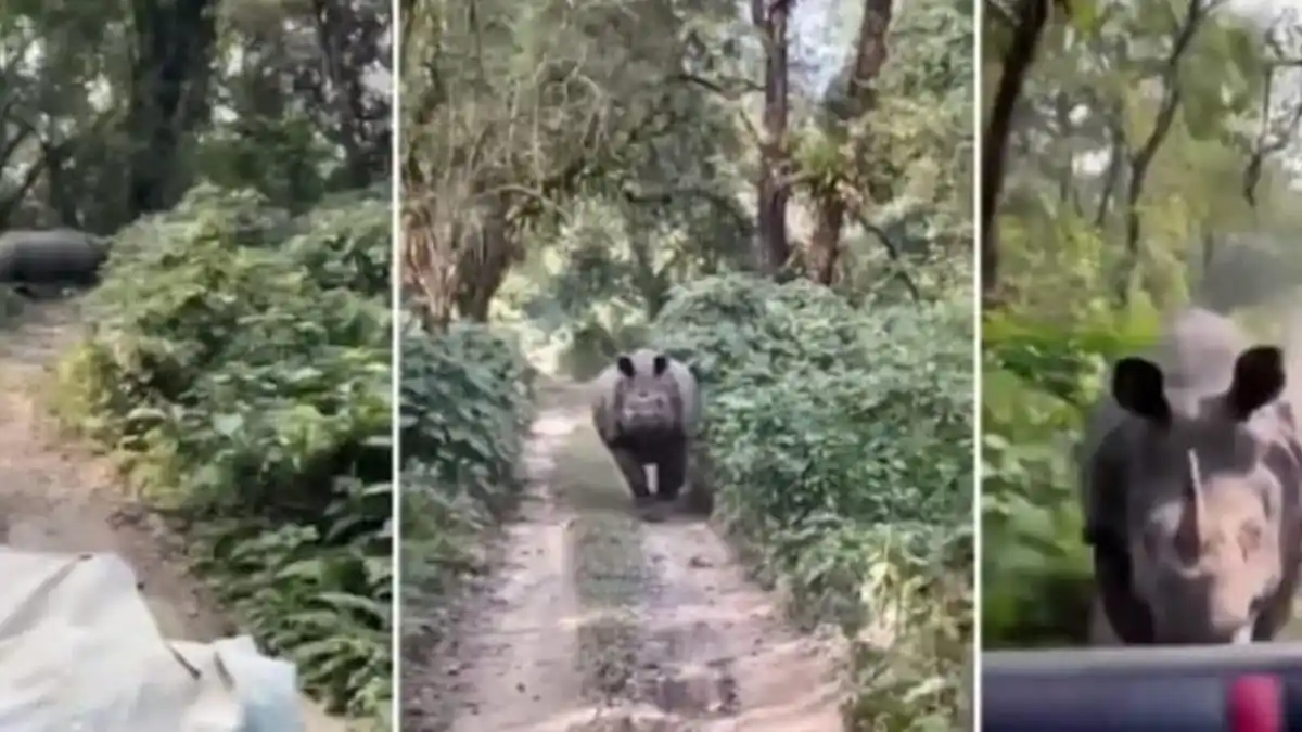 ¡TREMENDO SUSTO! Rinoceronte persiguió a un grupo de turistas en un parque (video)