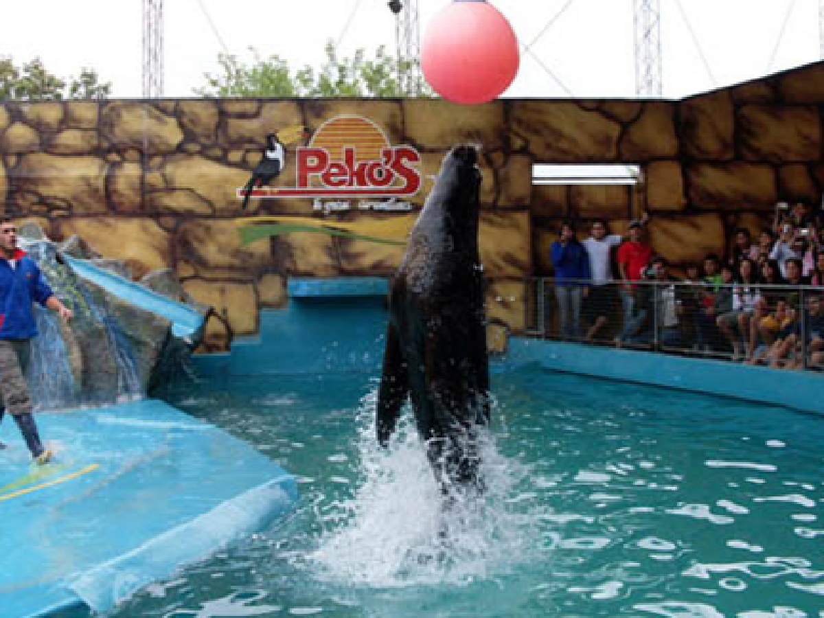 Los lobos marinos convocan  multitudes en Peko's   