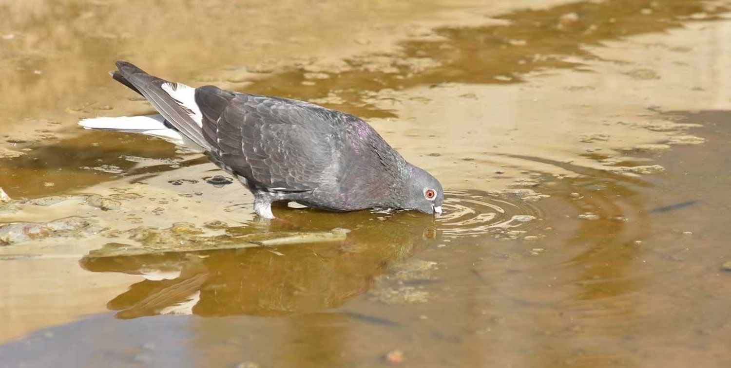 Senado de Santa Fe: buscan declarar a las palomas como una plaga en zona rural