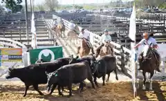 Informe mensual de FARER Hacienda en pie: abril observó muy buenos precios en los remates entrerrianos