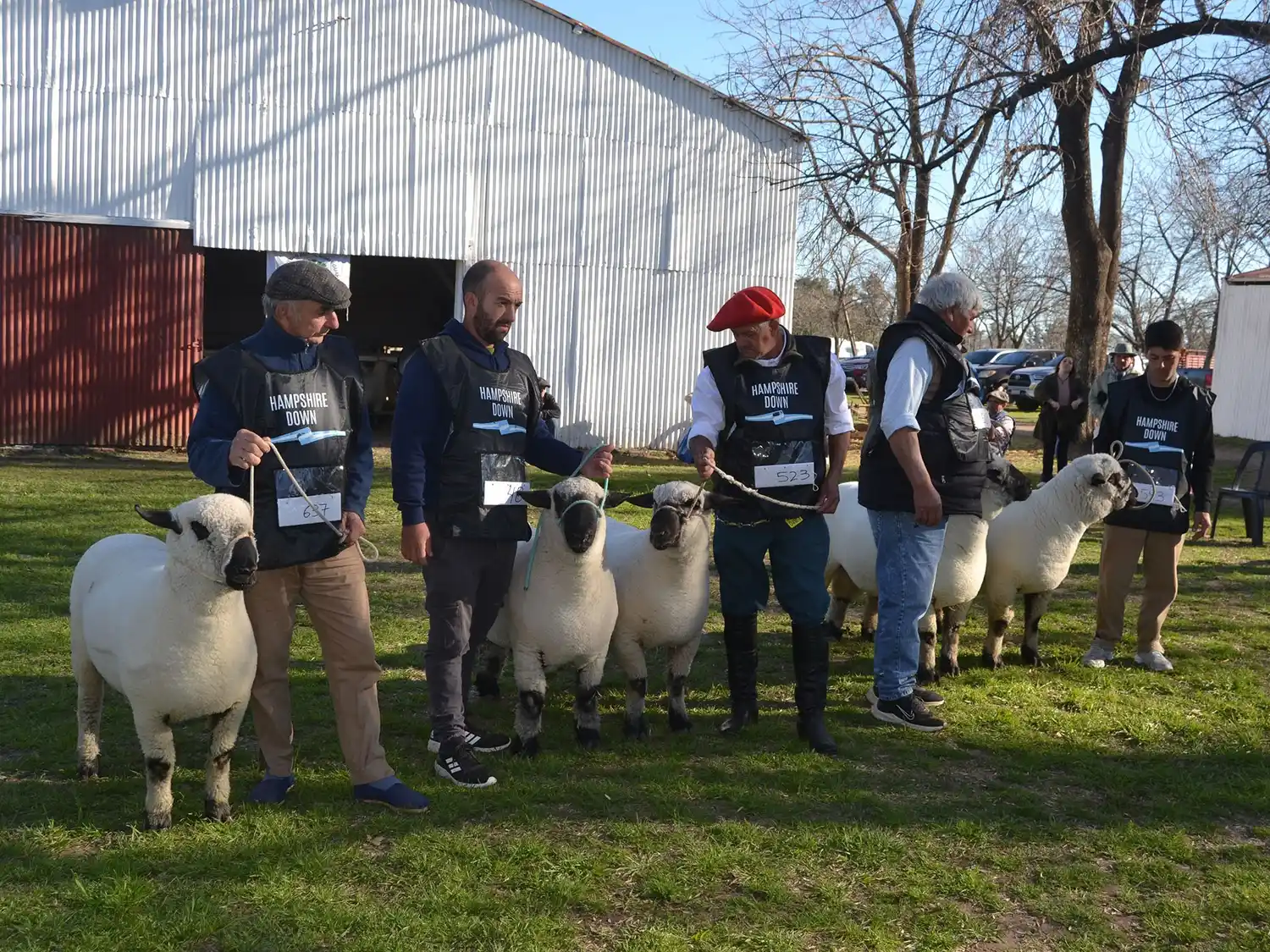 Imagen gráfica de la clasificación de Hampshire Down en la expo.