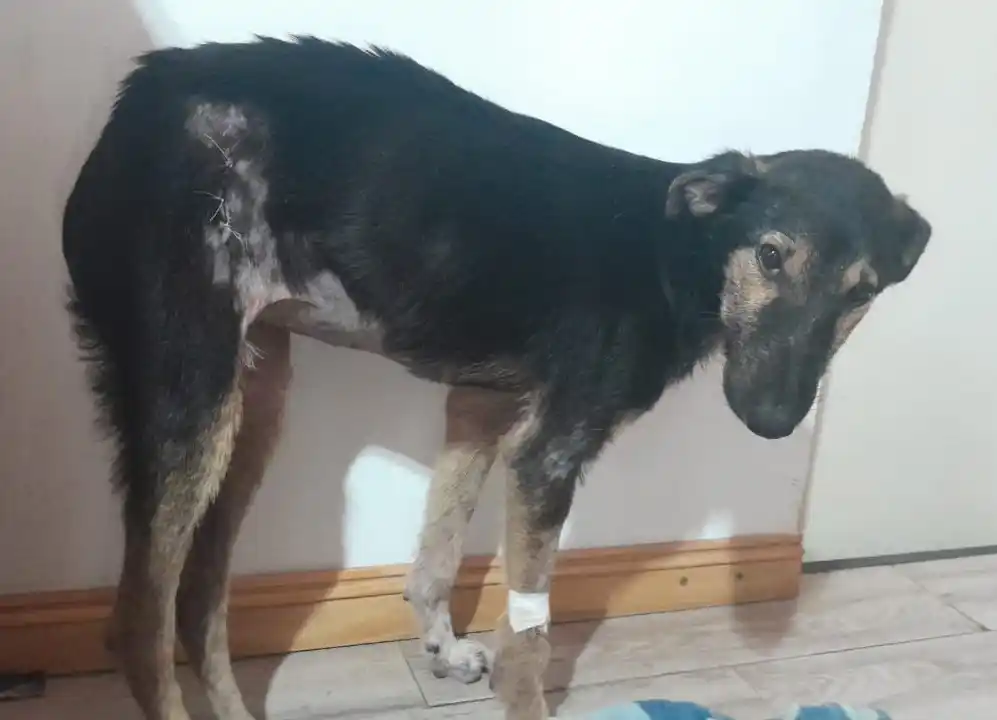 “Equipo de Rescate Animal Gualeguay”, dedicado al cuidado de perros y gatos