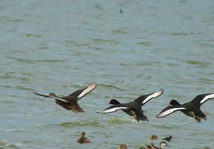 Salida de avistaje de aves a la laguna El Tupungato