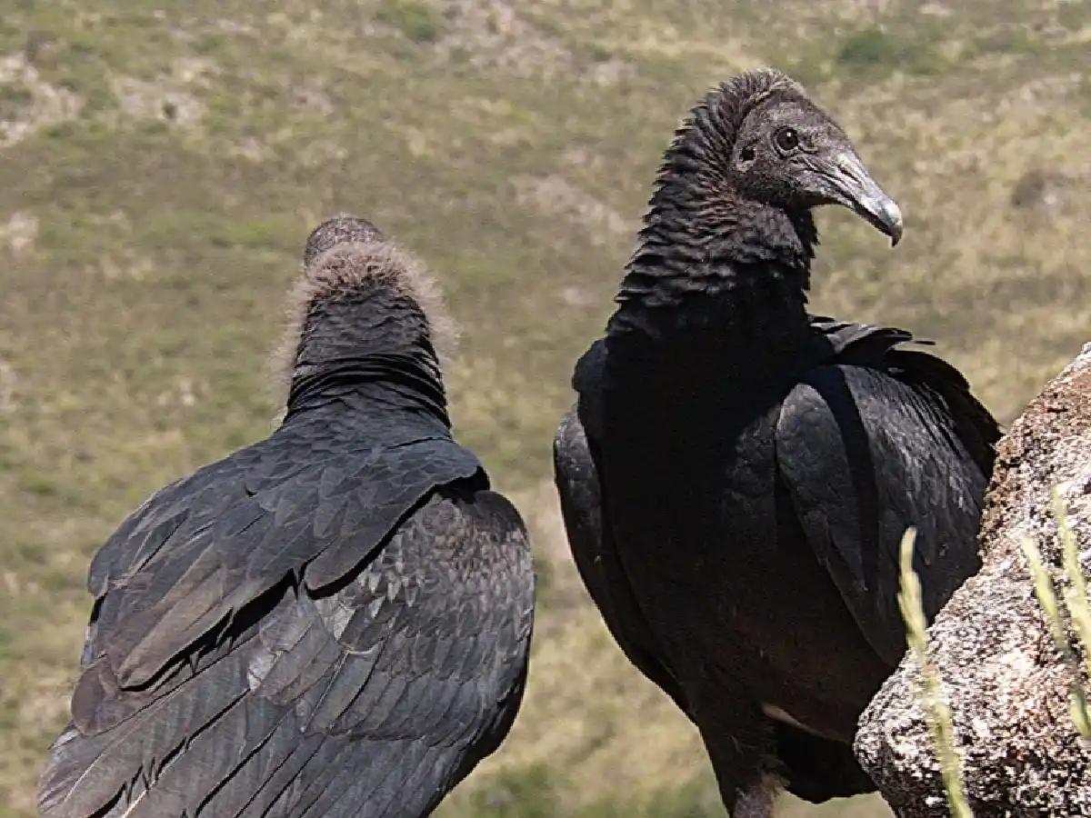 Liberaron 5 aves de gran porte en la zona del Camino del Cuadrado