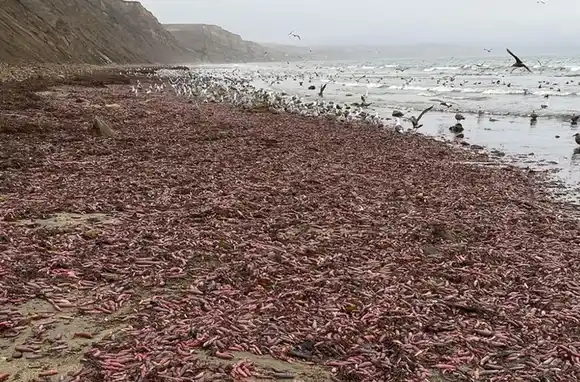 Miles de "Peces Pene" aparecieron en una playa de California