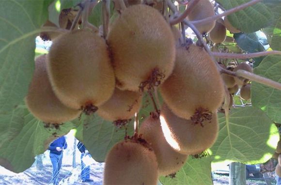 Kiwi: la historia y el destino de una fruta extranjera en la ciudad