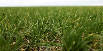 Los vientos del norte traerán lluvias escasas en la mayor parte del área agrícola