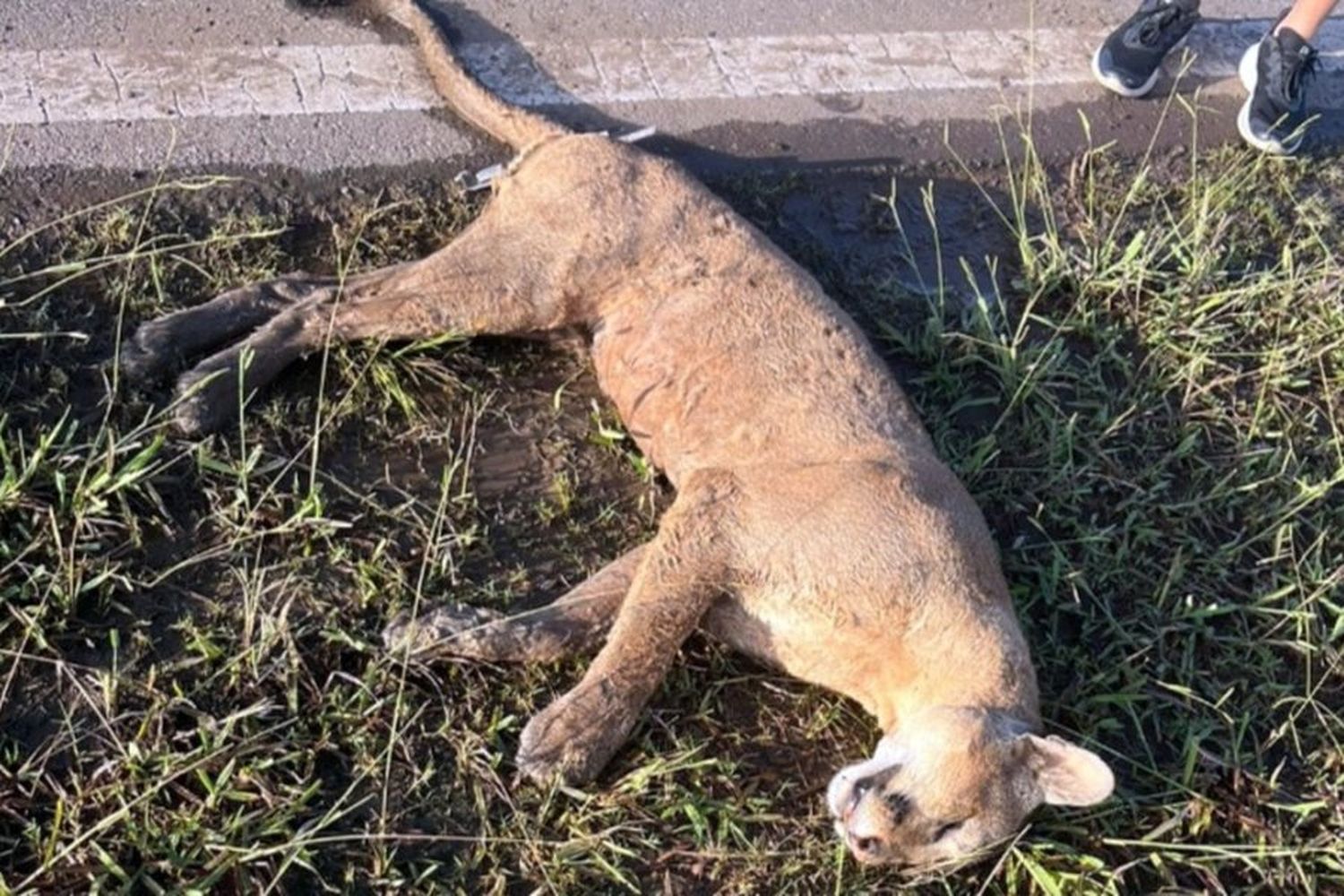 Apareció muerto un puma que merodeaba por la Ruta Nacional 34: presumen que fue atropellado