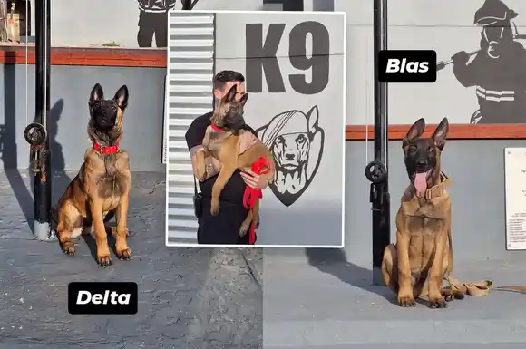 Bienvenidos "Blas" y "Delta": dos cachorros se suman a la unidad canina de los Bomberos Zapadores de Rafaela