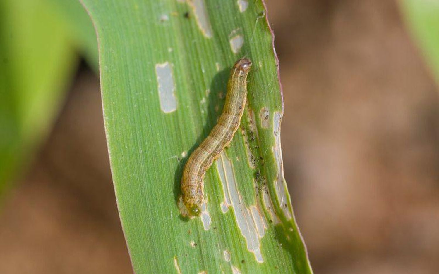 Por la alta presión de insectos, es crucial el monitoreo constante