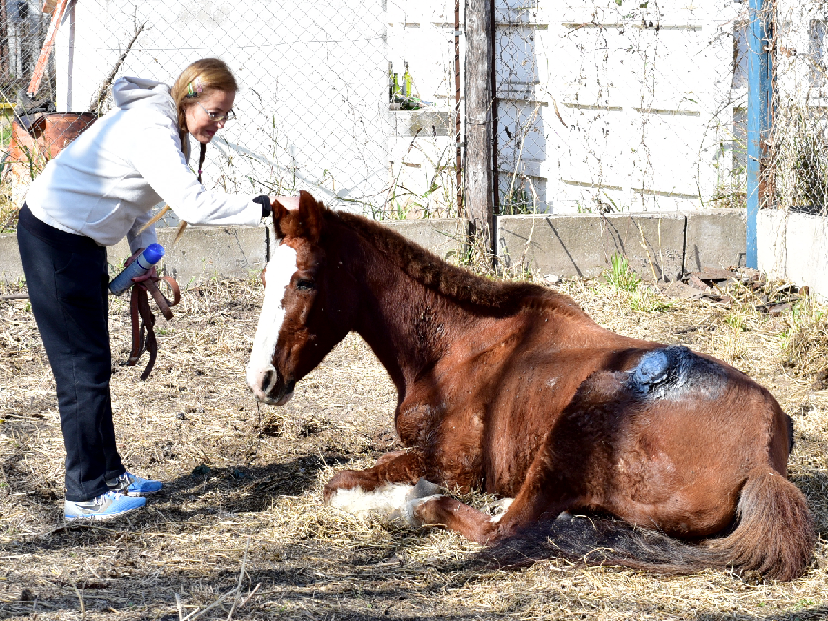 Destinarán un lote municipal para refugiar caballos rescatados del maltrato animal 
