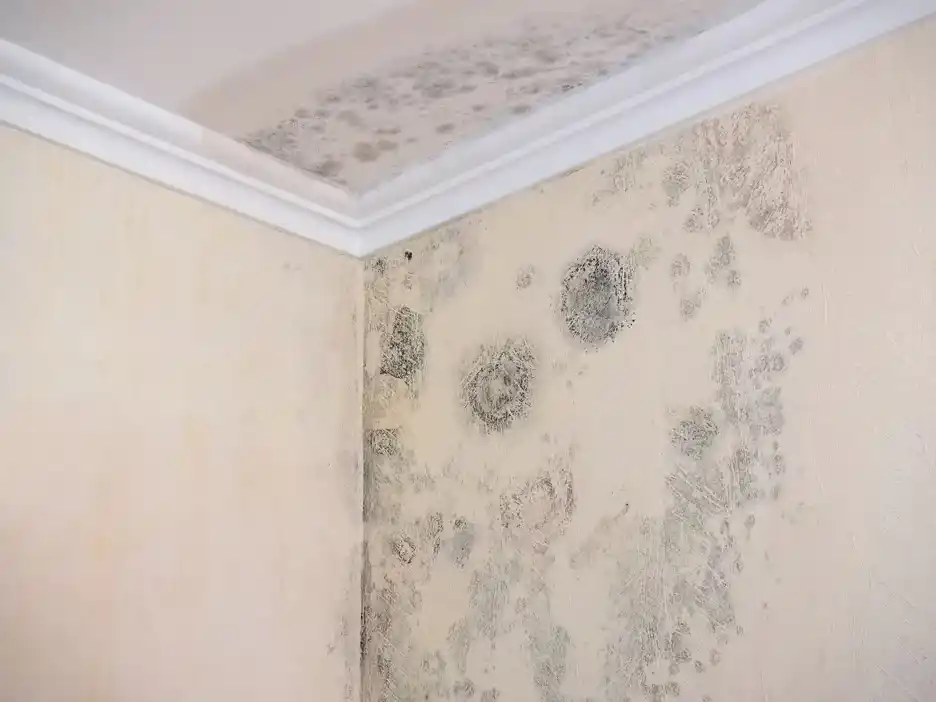 Cómo evitar problemas de humedad en la vivienda: claves para una impermeabilización efectiva