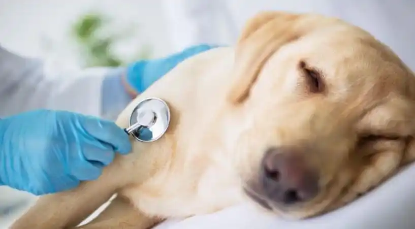Bromatología hará exámenes sanguíneos a mascotas por posible afectación de leptospirosis