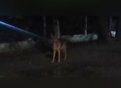 Perro perdido en Club Pescadores