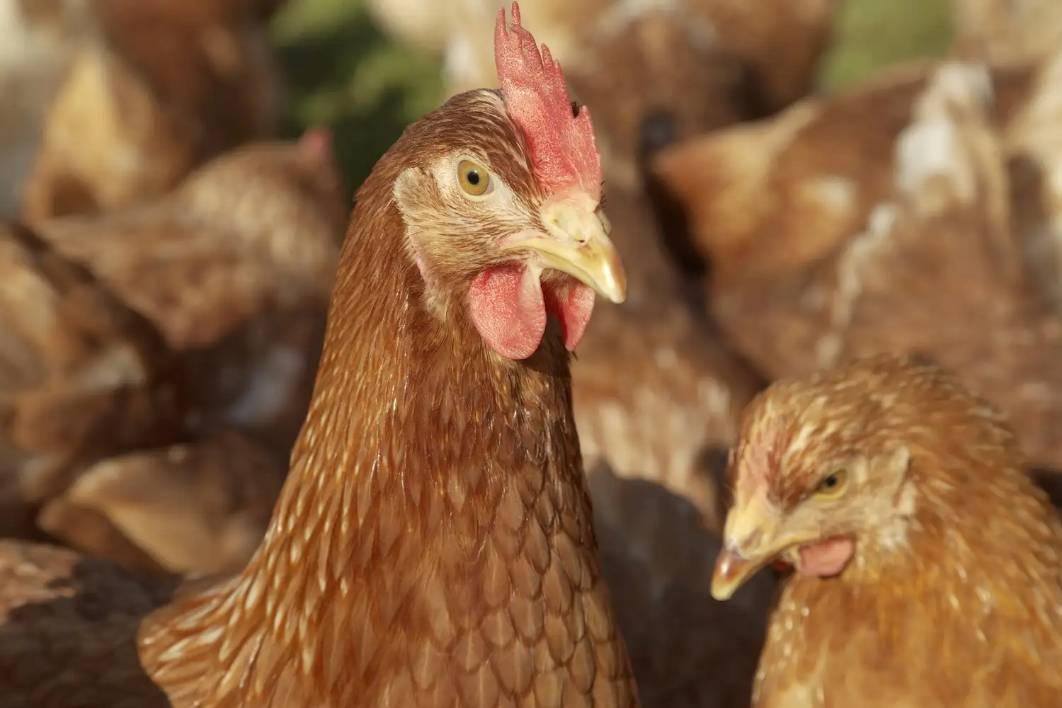 Argentina refuerza la sanidad avícola con tres nuevas vacunas de alta protección