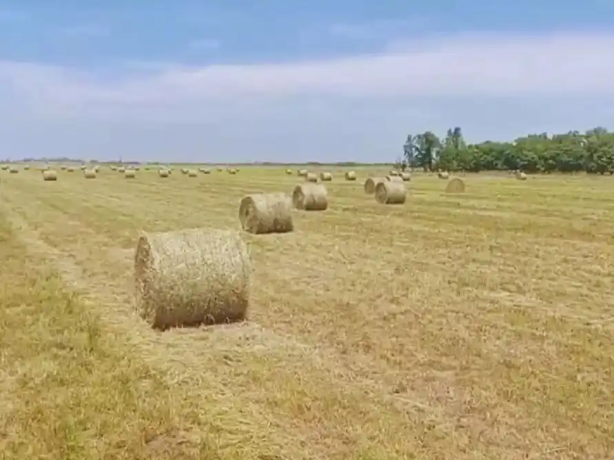Desde el Inta dieron consejos para el manejo de reservas forrajeras.