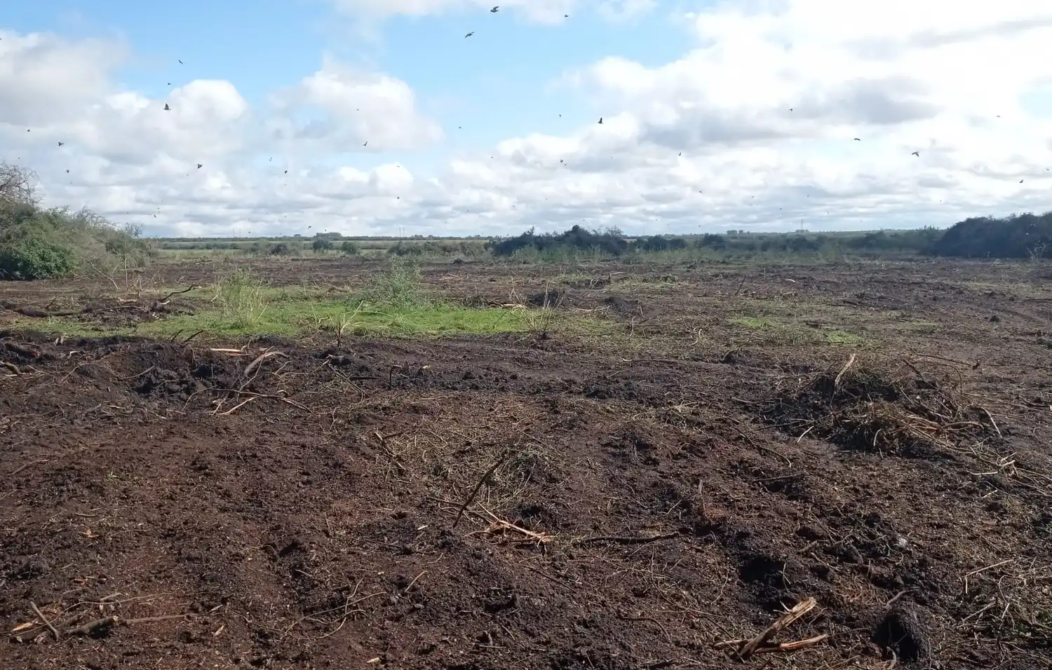 Un llamado alertó sobre un desmonte ilegal de 40 hectáreas