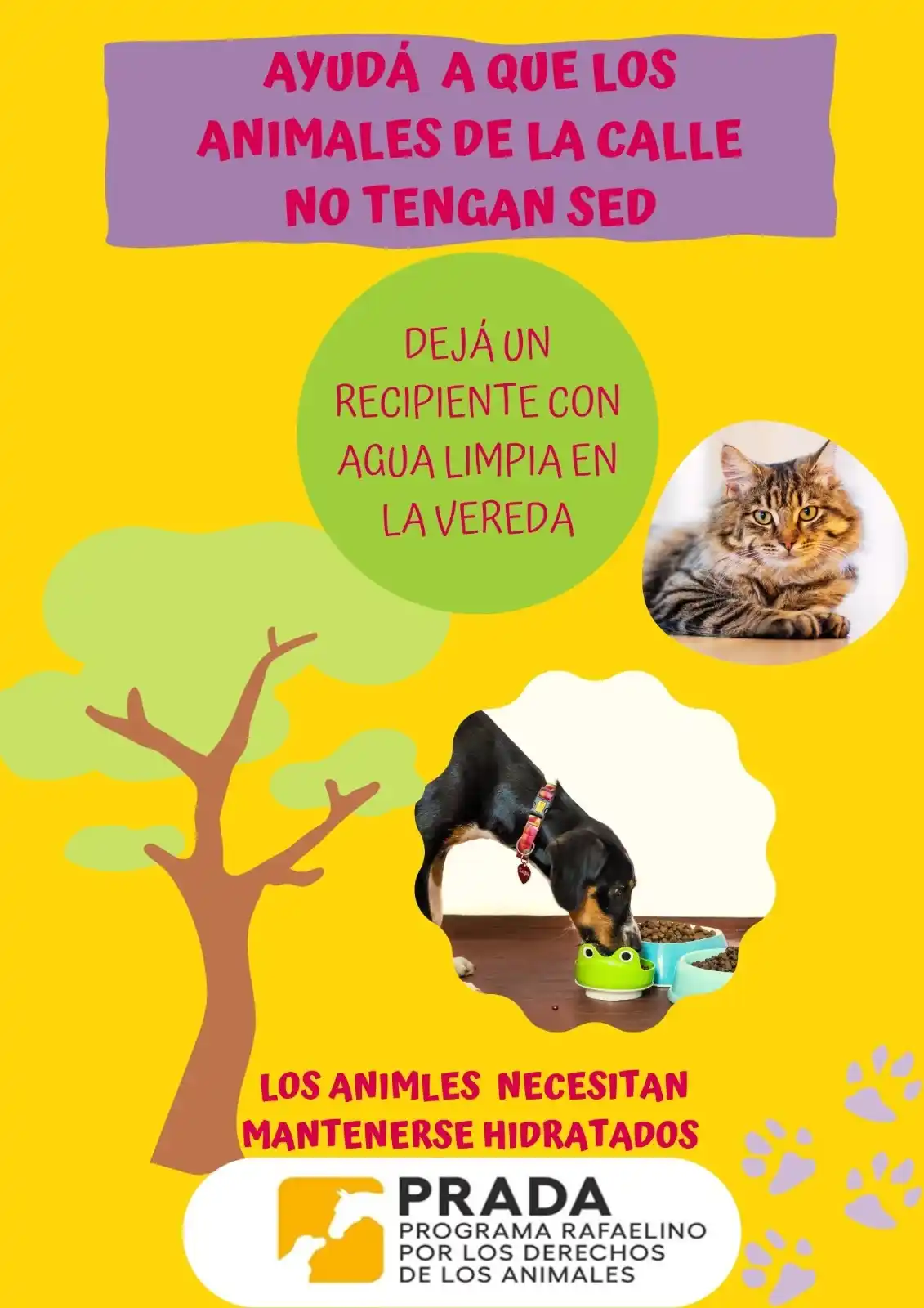 Cómo proteger a los animales del golpe de calor durante el verano