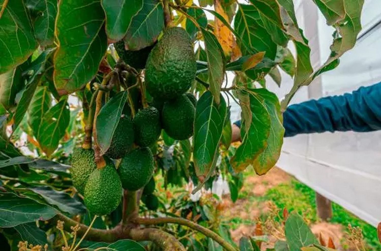 Mar del Plata tendrá la primera cosecha de palta productiva