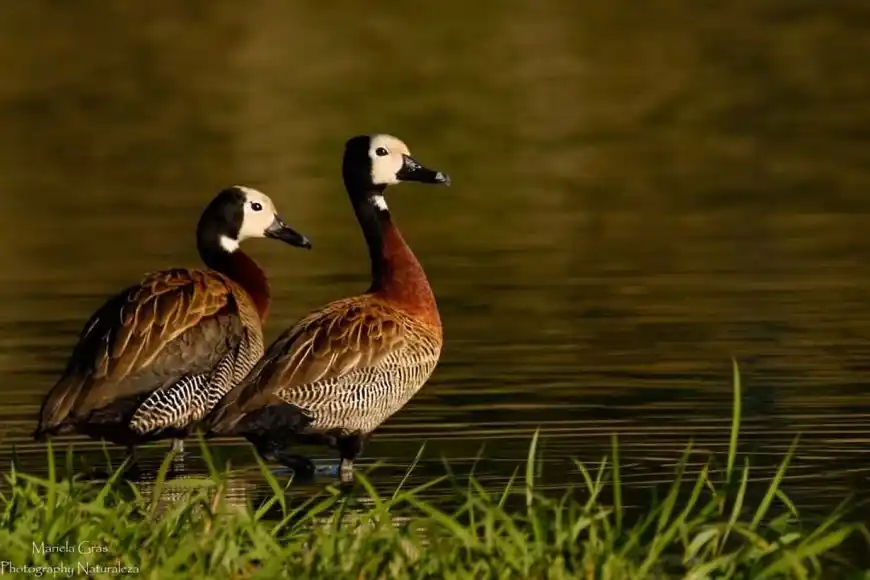 Presentan amparo contra el gobierno de Entre Ríos. Exigen que detenga la caza de animales autóctonos