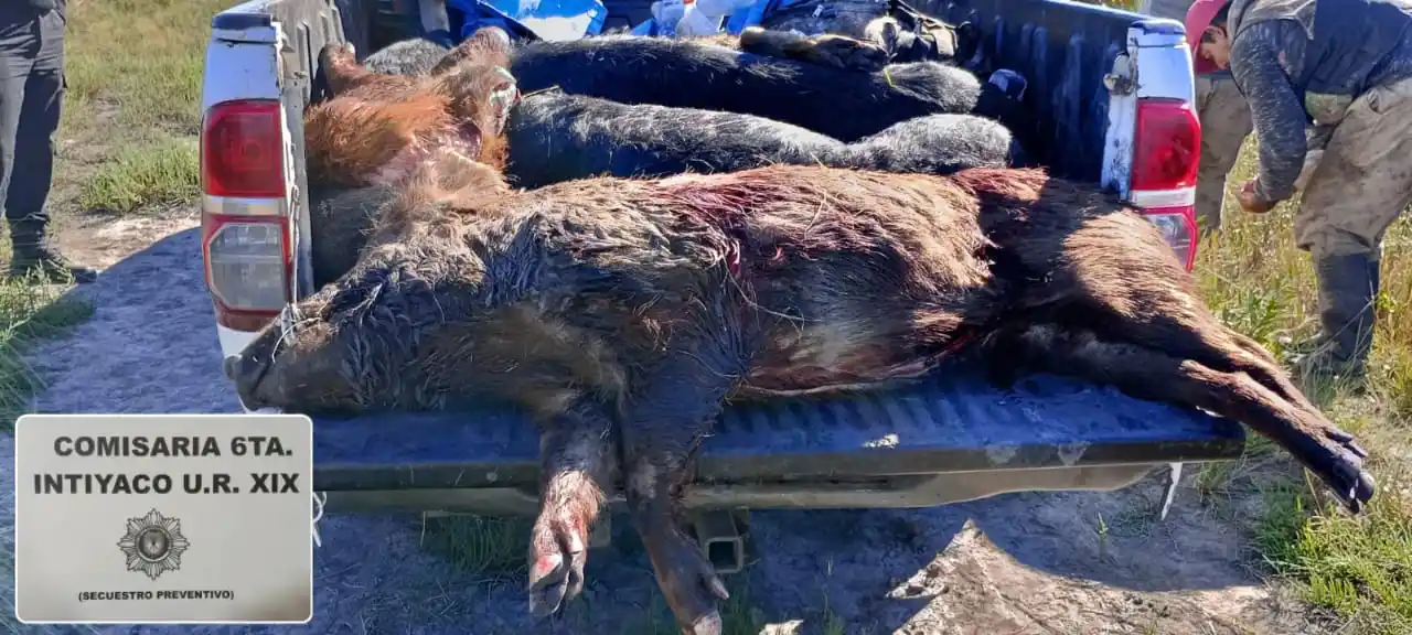 Secuestraron cinco chanchos salvajes faenados en un operativo de control vehicular