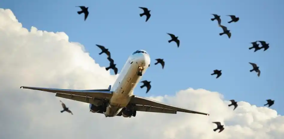 ¡POR CULPA DE UNAS AVES! PÁNICO vivieron pasajeros de un vuelo Barranquilla a Bogotá