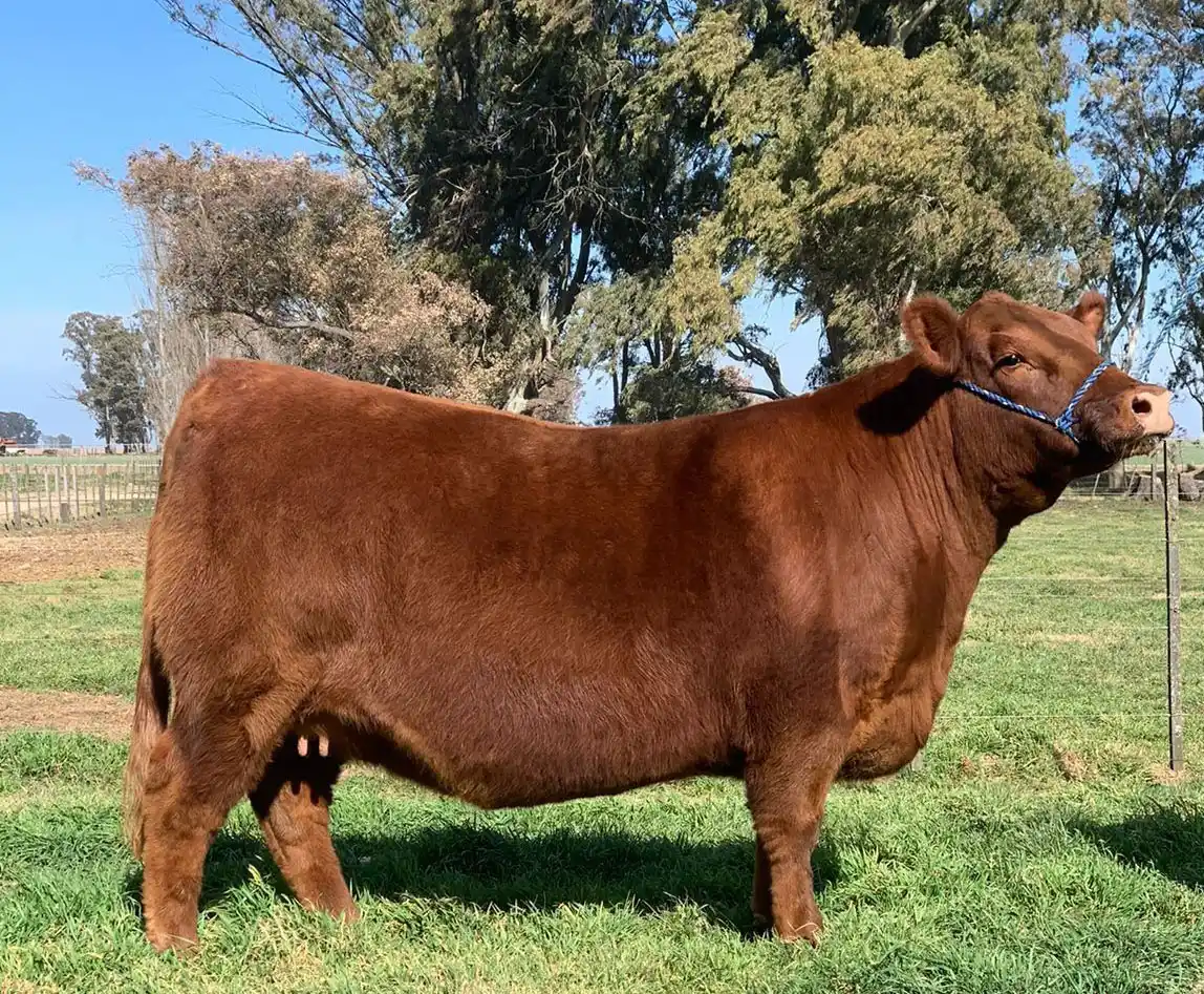 No es una vaca cualquiera