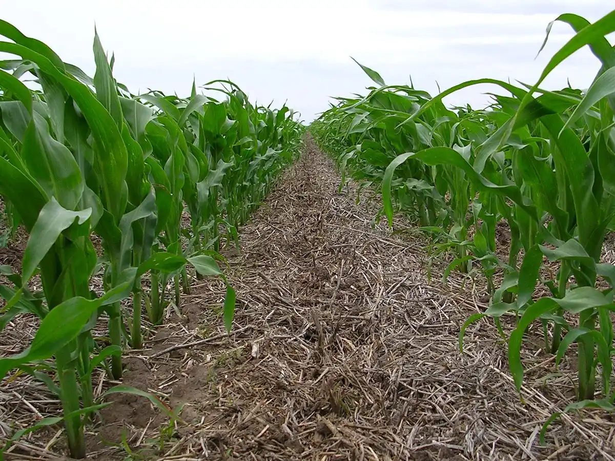 Plantearon aspectos claves para el cultivo de maíz en el sur bonaerense.