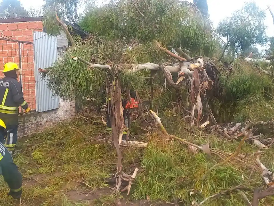 Ramas y árboles caídos, una constante desde la mañana del sábado. Foto: BVVT