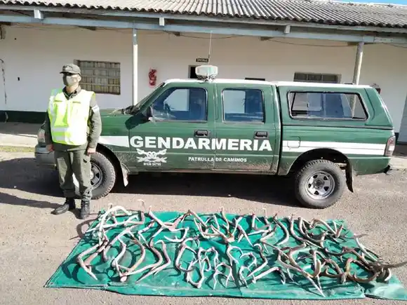 Enorme cantidad de astas de ciervo secuestradas por Gendarmería  en cercanías a Feliciano
