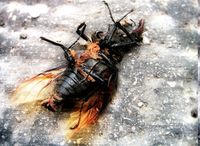 Diloboderus abderus: ¿Por qué ganó Milei?