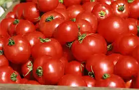Piden no comprar tomates por sus altos precios 
