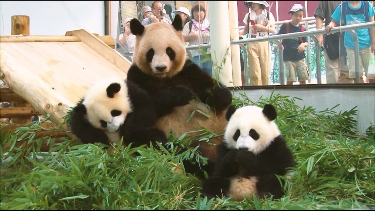 Japón se quedó sin pandas por primera vez en 50 años