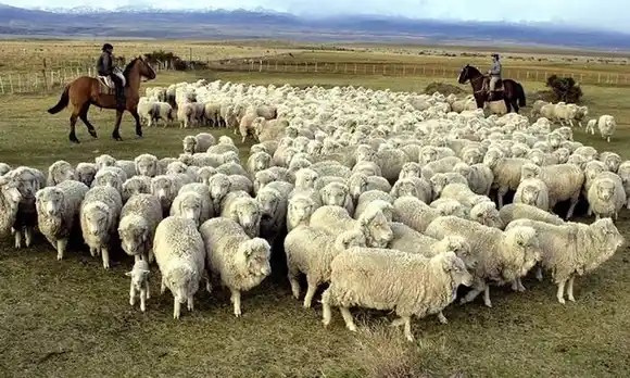 Massa anunció una ayuda económica de $1.200 millones para los productores de ovejas de la Patagonia