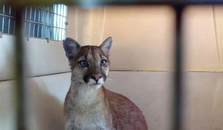 El puma fue trasladado para estudios y luego será enviado a un lugar acorde a su naturaleza.
