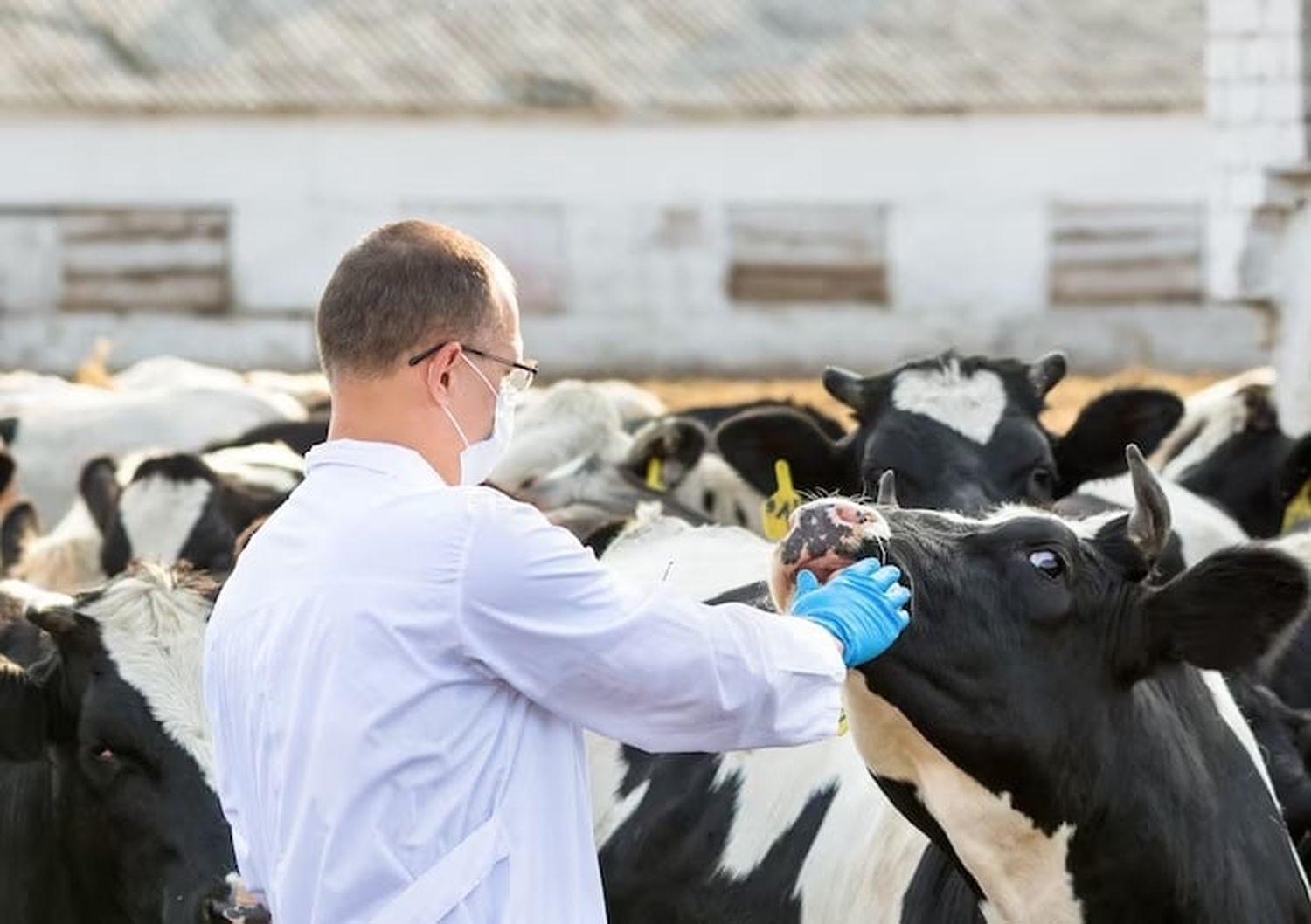 Destacaron la función de los veterinarios en salud pública