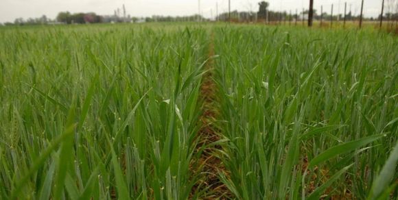 Panorama Agrícola Semanal: Pese a las lluvias, la siembra de trigo alcanza un progreso intersemanal superior al 20%